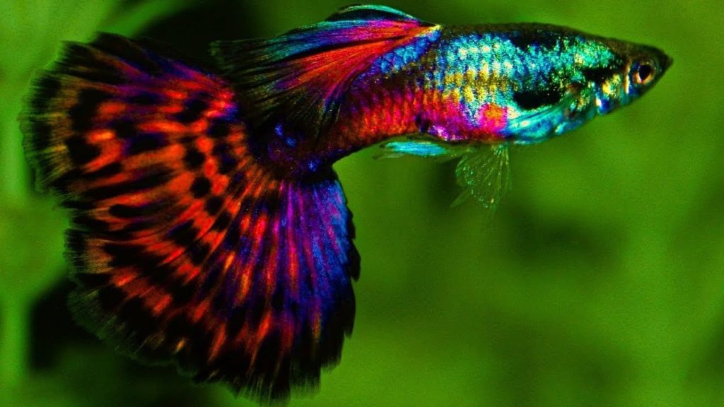 Guppy queue de mosaïque de platine rouge.