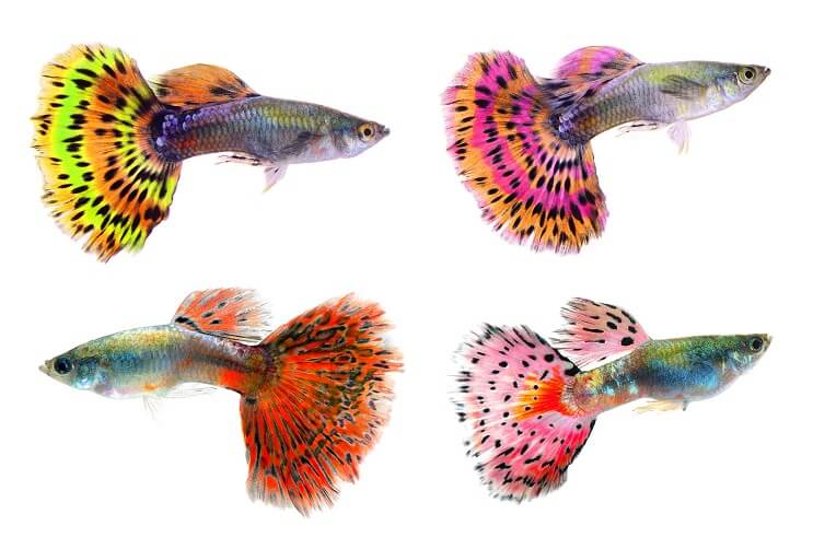 Fantaisie Guppies.