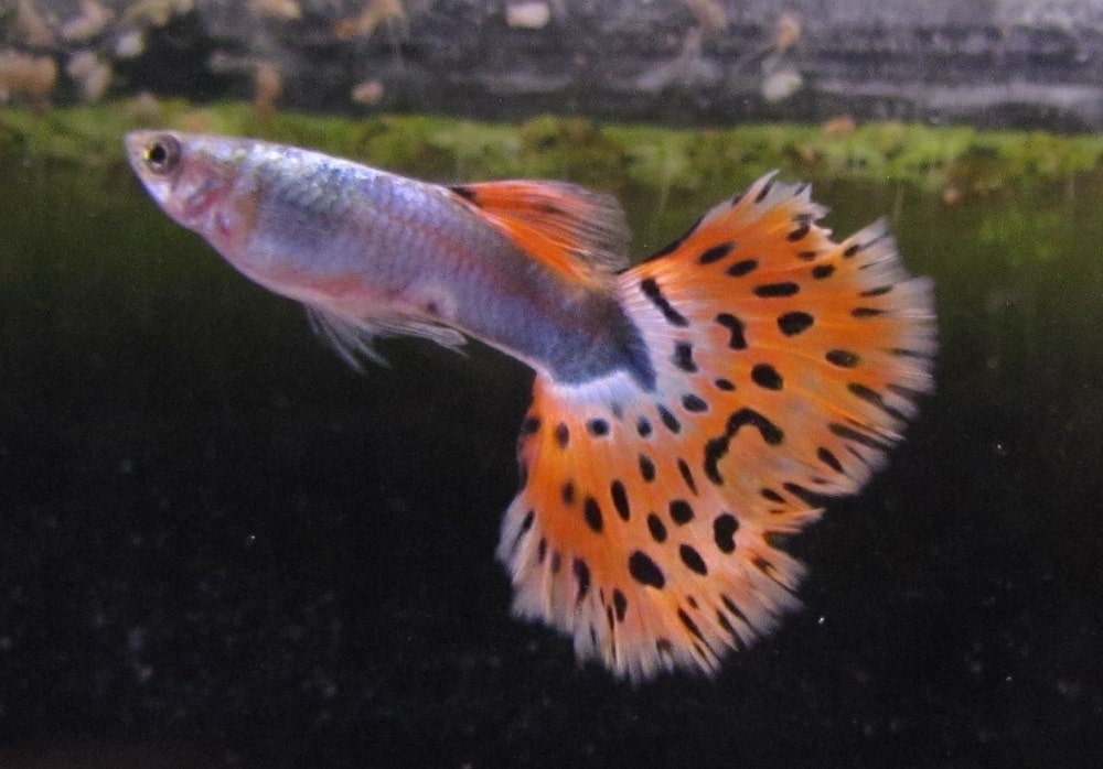 Fantaisie Guppy