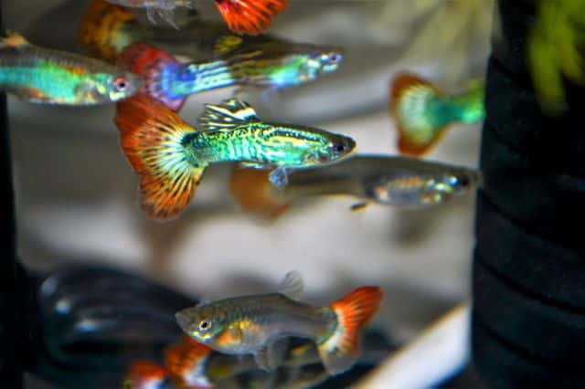 Guppy queue de feu