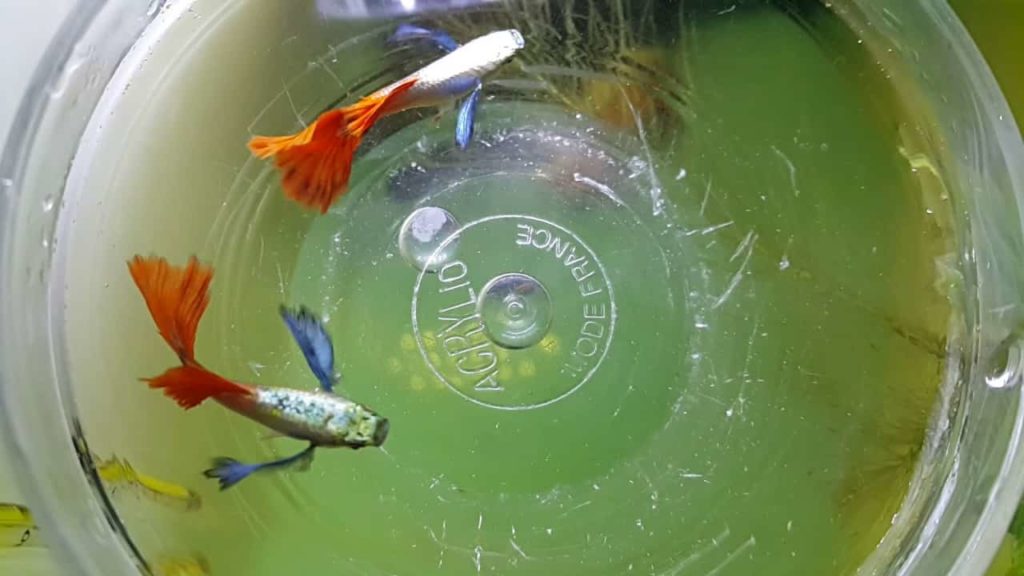 Guppy de queue de feu platine