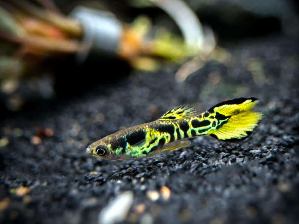 Guppy Endler jaune.