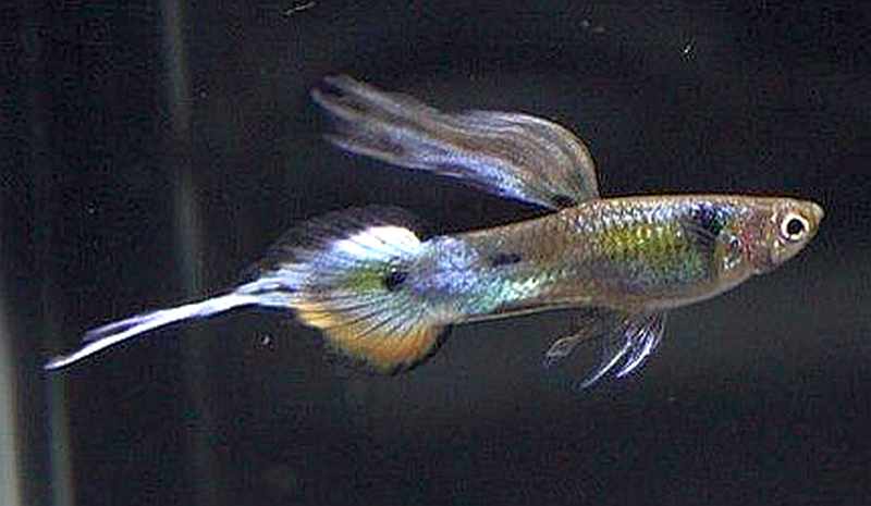 Guppy Queue Aiguille Queue Broche
