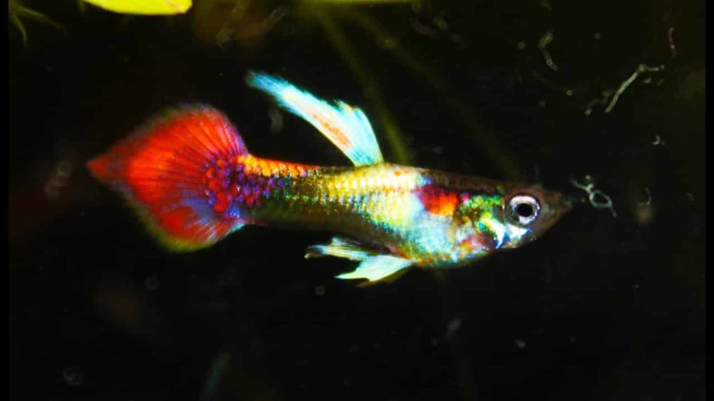 Tuxedo Spear Tail Métallisé Guppy