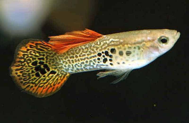 Guppy à queue ronde