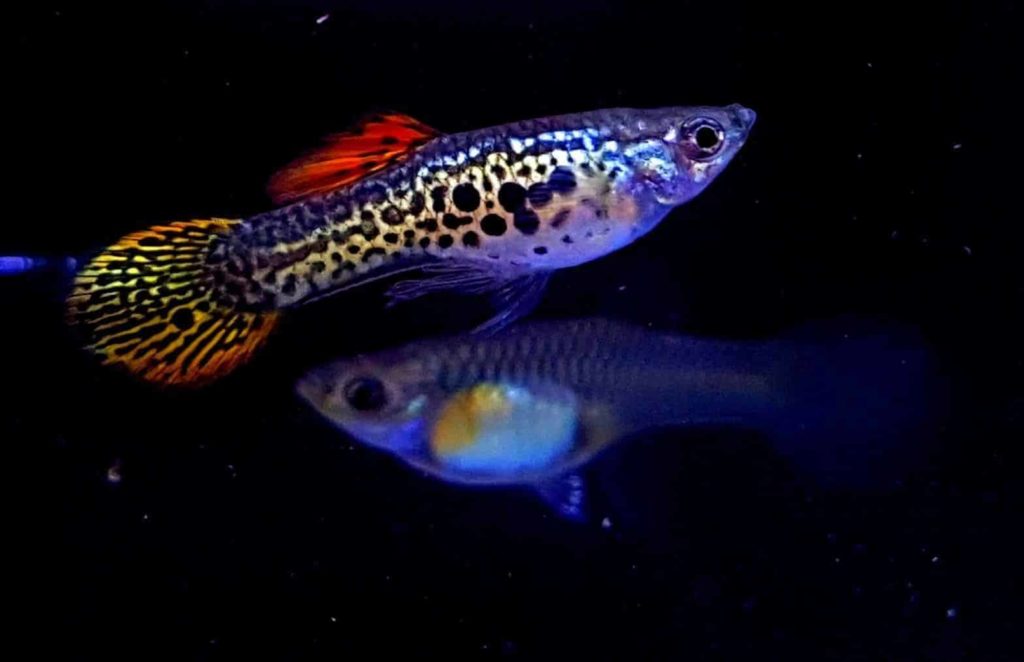 Guppy à queue ronde.