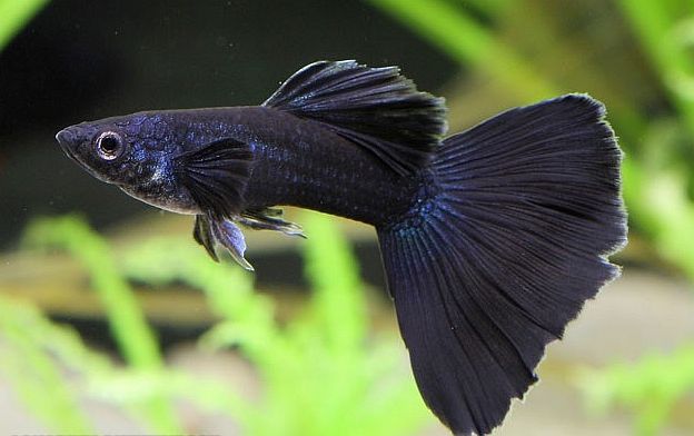 Guppy noir.