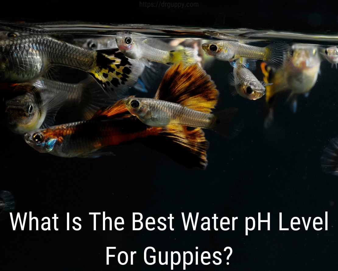 Niveau de PH de l'eau de poisson Guppy - Nombre idéal