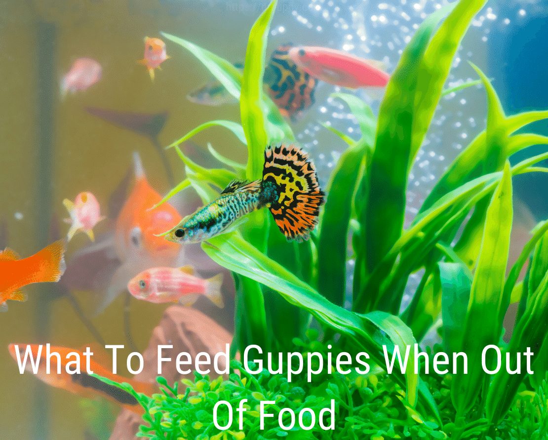 Que nourrir les guppys quand on n'a plus de nourriture