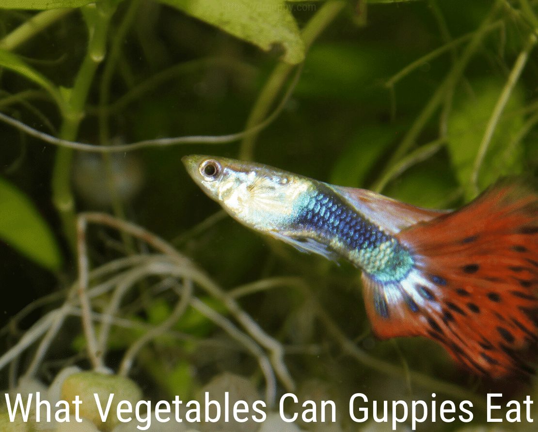 Quels légumes peuvent manger les guppys