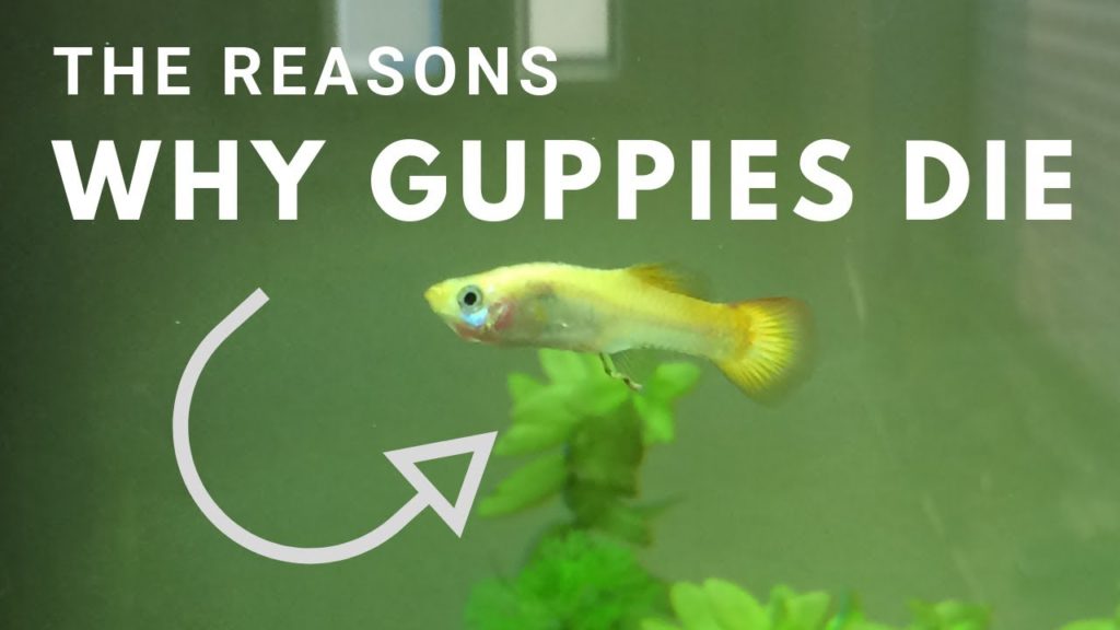 Pourquoi mes guppys continuent de mourir?
