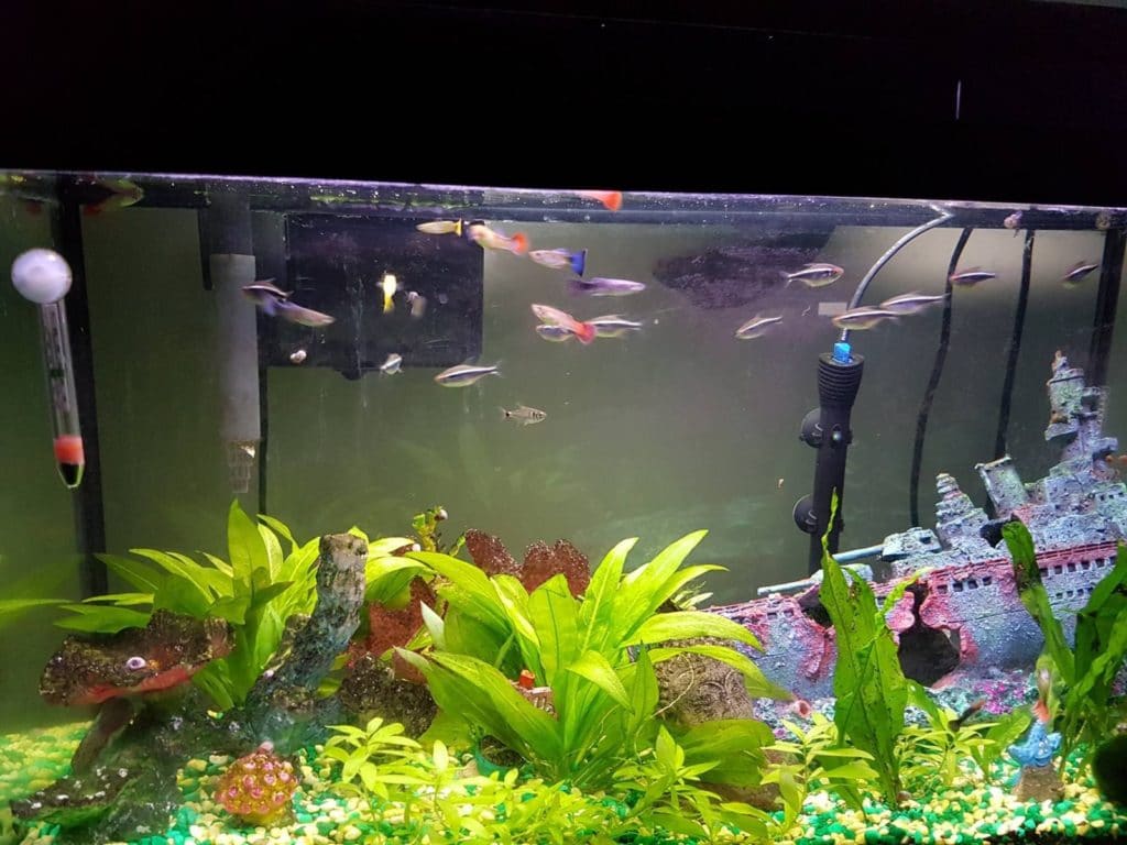 pourquoi mes guppys restent-ils dans le coin?