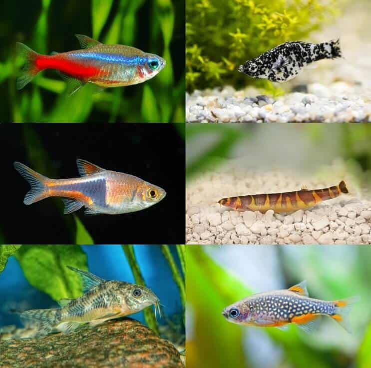 Meilleurs compagnons de réservoir Betta