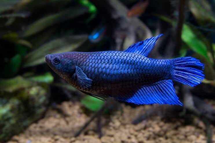 Poisson Betta femelle