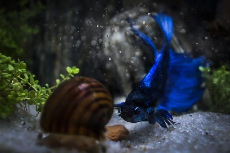 Betta et escargot