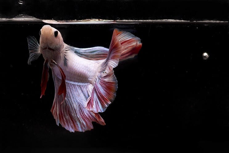Manger du poisson Betta