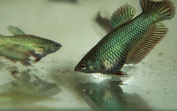 Manger du poisson Betta juvénile