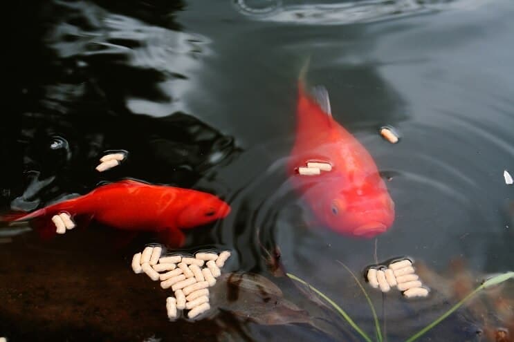 Granulés de poisson rouge