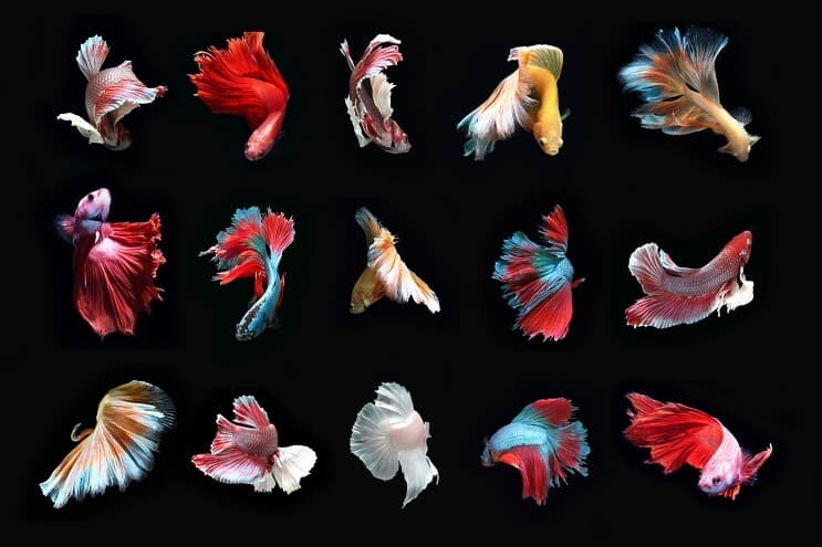Types de poisson Betta