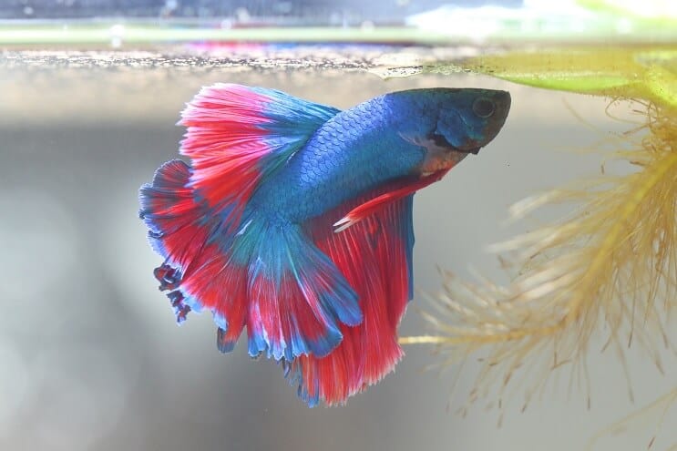 Poisson Betta faisant un nid à bulles