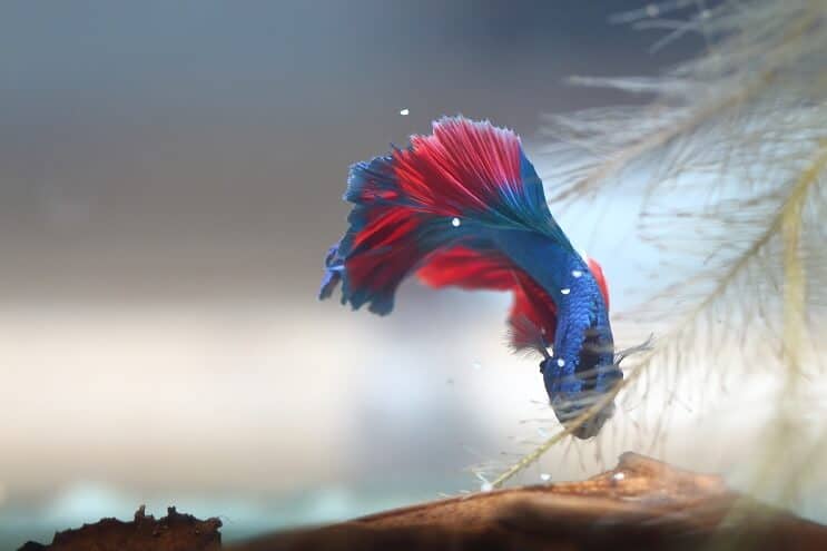 Betta ramassant des œufs