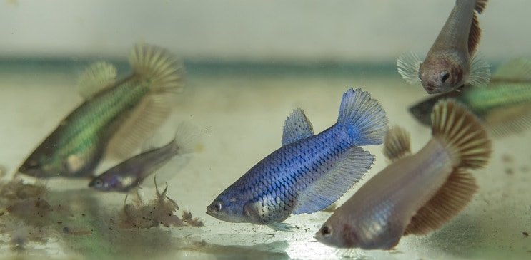 Nourrir Betta Fry