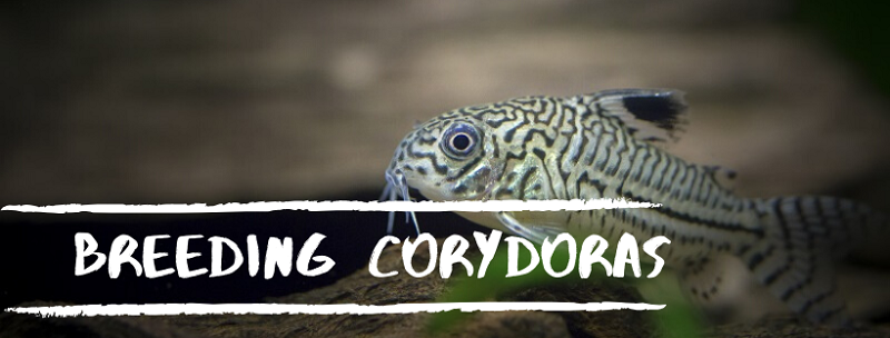 élevage de corydoras