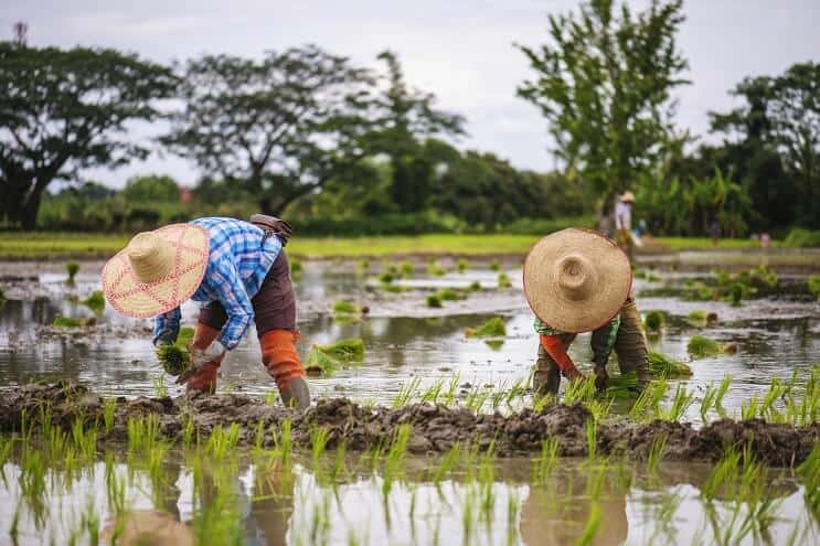 Champs de riz en Thaïlande