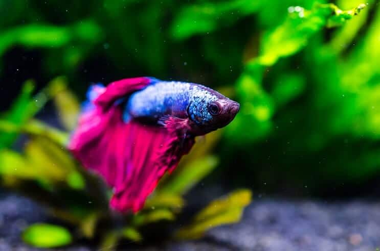 Poisson Betta