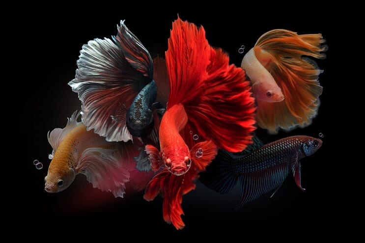 Bettas mâles