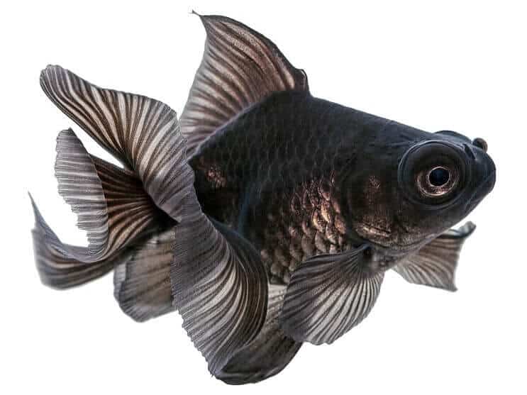 Poisson rouge télescope noir