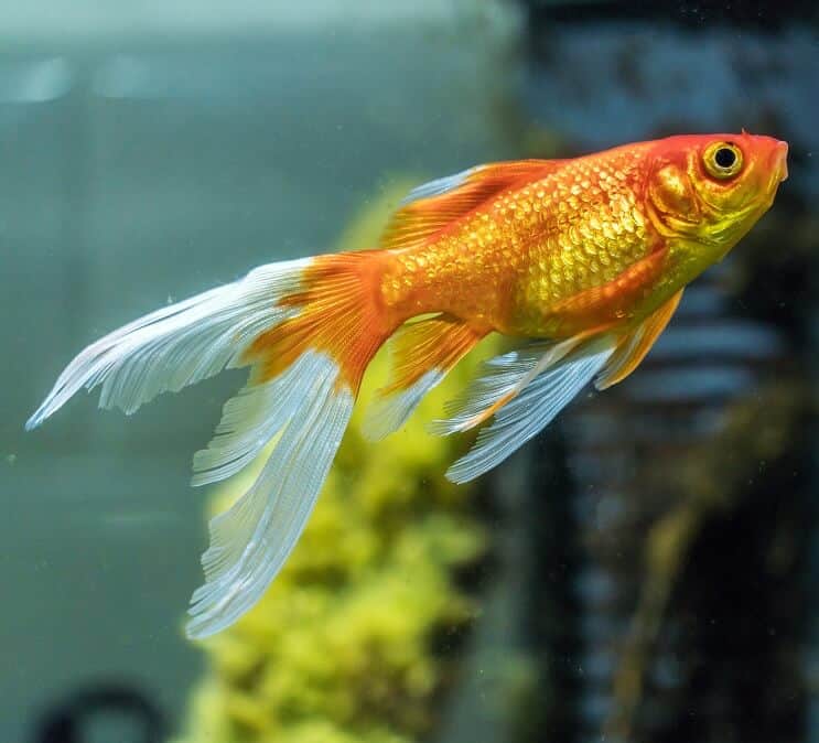 Poisson rouge comète