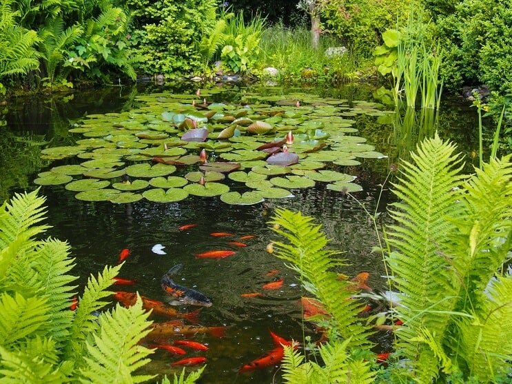 Goldfish et Koi Pond