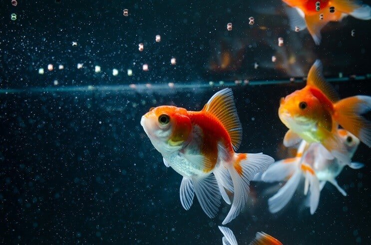 Manger du poisson rouge