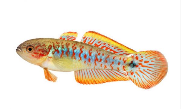 goujon de paon