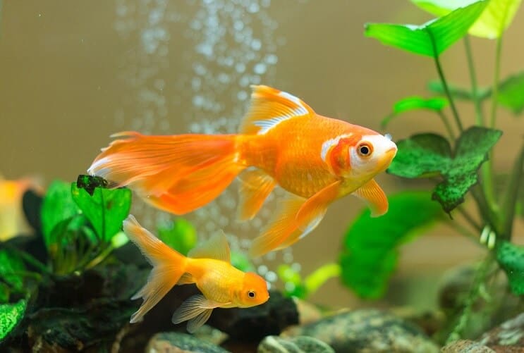 Poisson rouge dans un aquarium