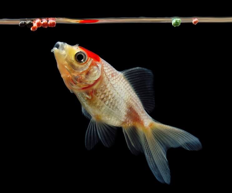 Manger du poisson rouge