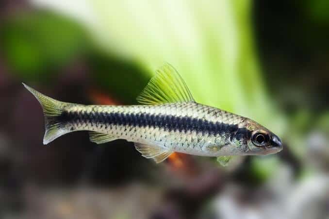 Crossocheilus siamensis Sae poisson mangeur d'algues, paysage de réservoir d'eau douce, photo en gros, mise au point sélective