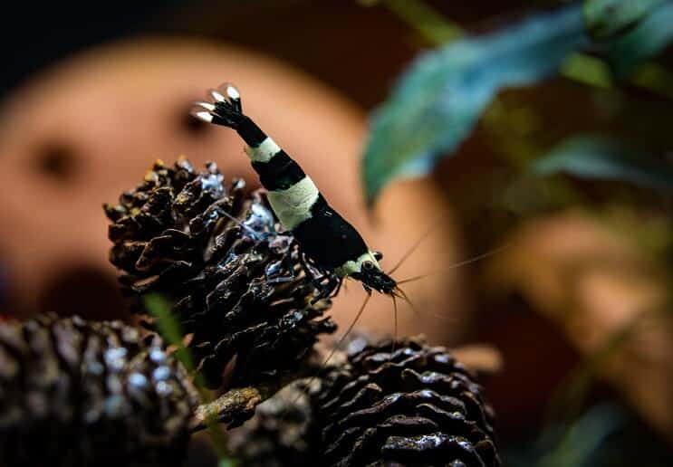 Crevettes abeilles