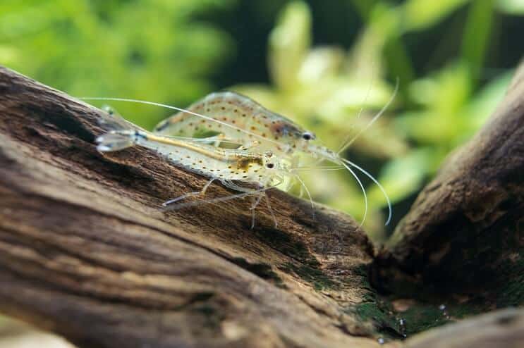 Crevettes Amano