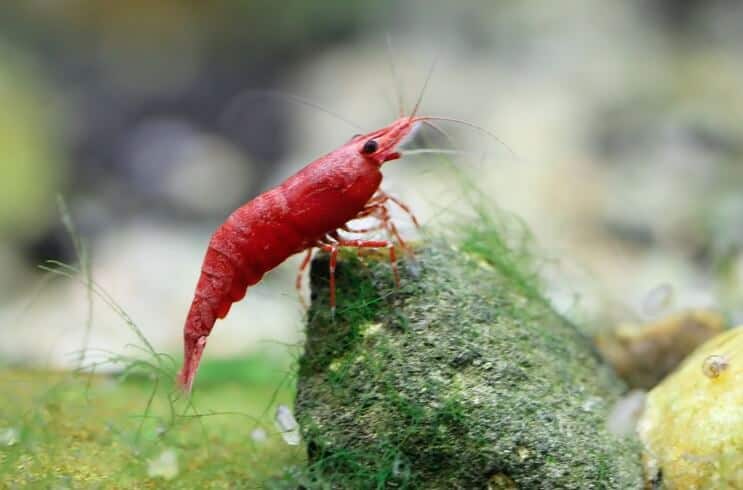 Crevettes aux cerises rouges