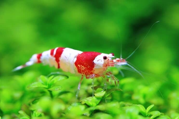 Crevettes en cristal