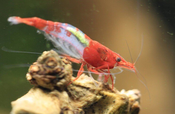 Crevettes rili rouges