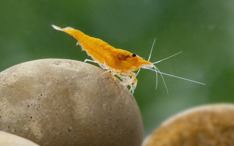 Crevettes Neocaridina