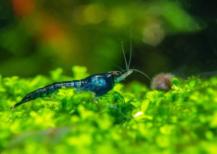 Crevettes Blue Velvet