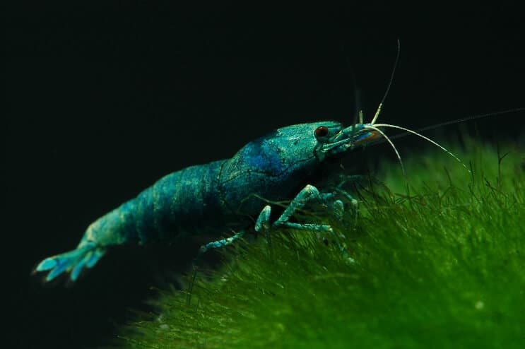 Crevettes Blue Bolt