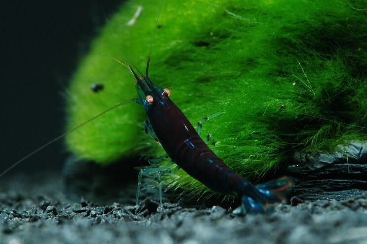 Crevettes tigrées bleues