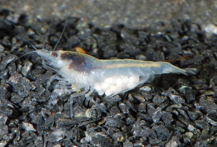 Crevettes boule de neige