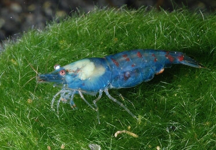 Crevettes perlées bleues