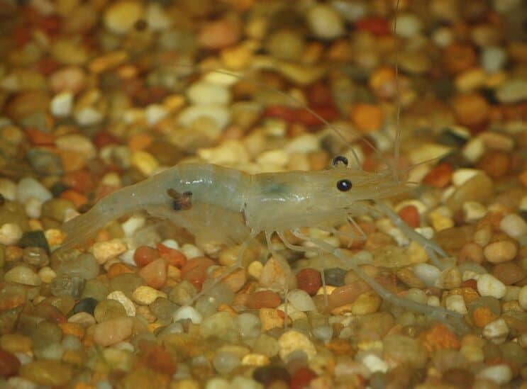 Crevettes Whisker indiennes